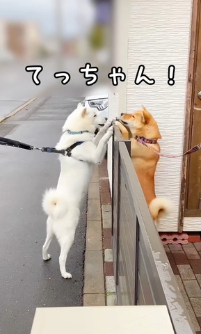 てっちゃんテロップ