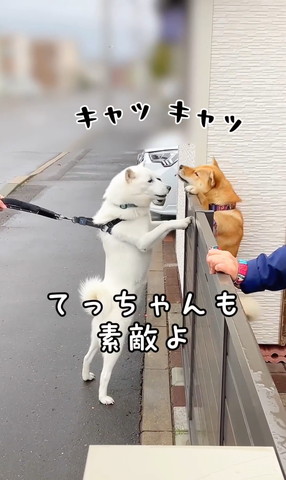 てっちゃんも素敵よ