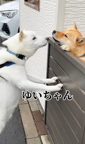 顏近づけるワンコアップ