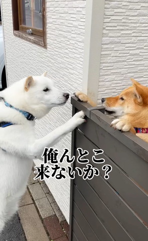 俺んとこ来ないかテロップ