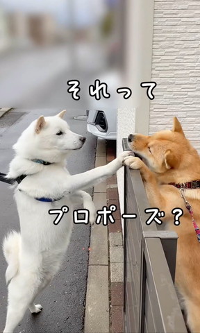 それってプロポーズ