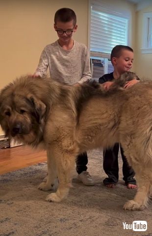 巨大犬と子ども