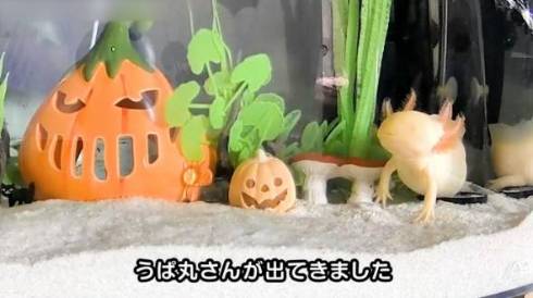 ウーパールーパー うぱ丸 やりたい放題