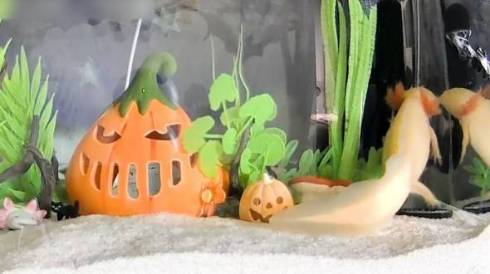 ウーパールーパー うぱ丸 やりたい放題