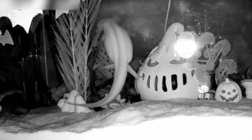 ウーパールーパー うぱ丸 やりたい放題