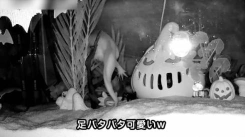 ウーパールーパー うぱ丸 やりたい放題