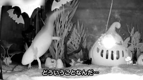 ウーパールーパー うぱ丸 やりたい放題