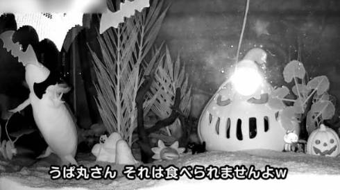 ウーパールーパー うぱ丸 やりたい放題