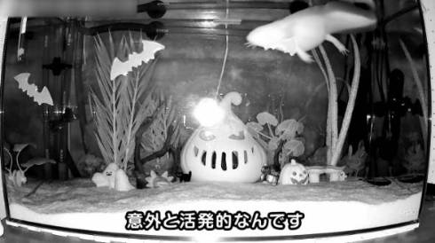 ウーパールーパー うぱ丸 やりたい放題