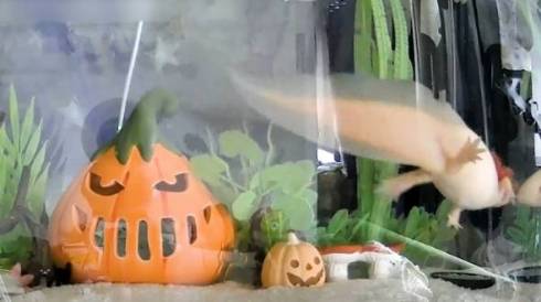 ウーパールーパー うぱ丸 やりたい放題