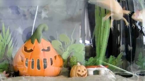 ウーパールーパー うぱ丸 やりたい放題