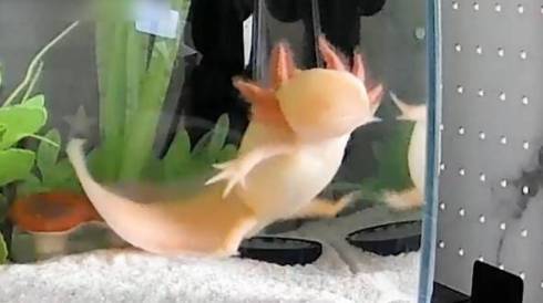 ウーパールーパー うぱ丸 やりたい放題