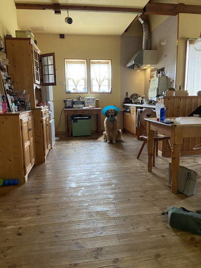 キッチンにいる犬