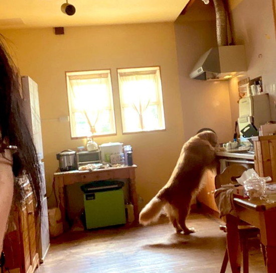 盗み食いする犬