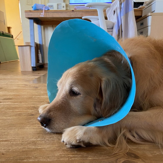 カラーをつけられた犬