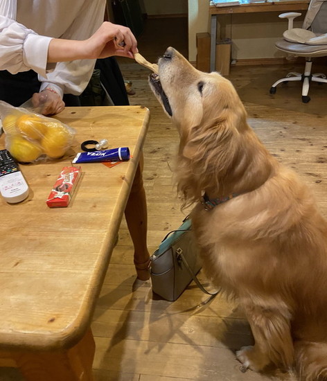 おやつをもらう犬
