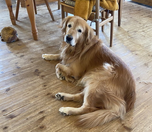 何かを期待する犬