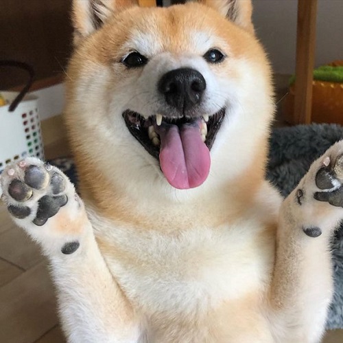 犬猫の肉球