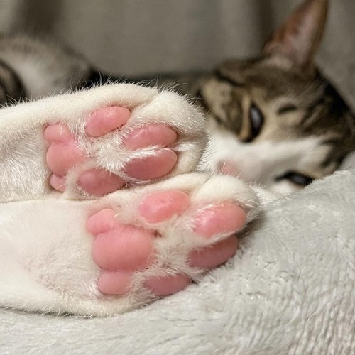 犬猫の肉球