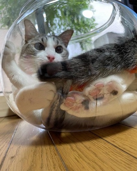 犬猫の肉球