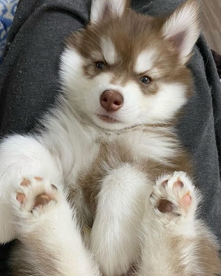 犬猫の肉球