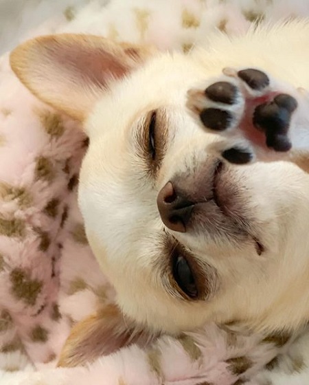犬猫の肉球