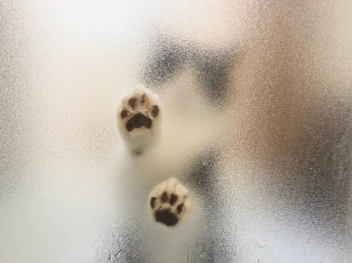 犬猫の肉球