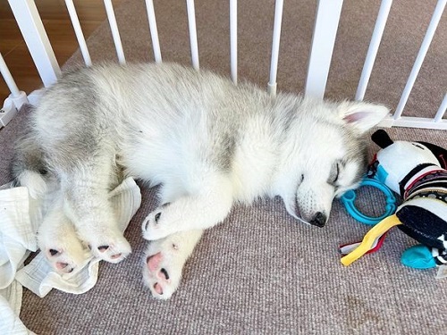 犬猫の肉球