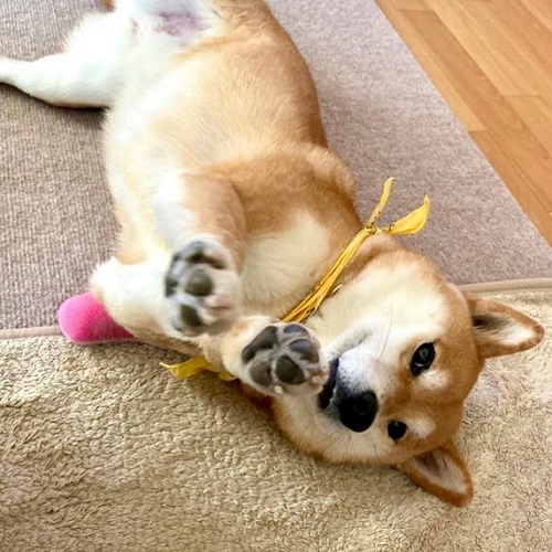 犬猫の肉球