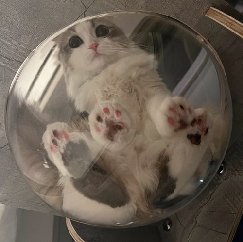 犬猫の肉球