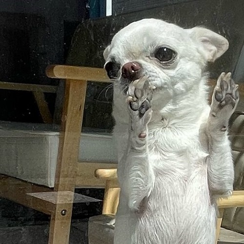 犬猫の肉球