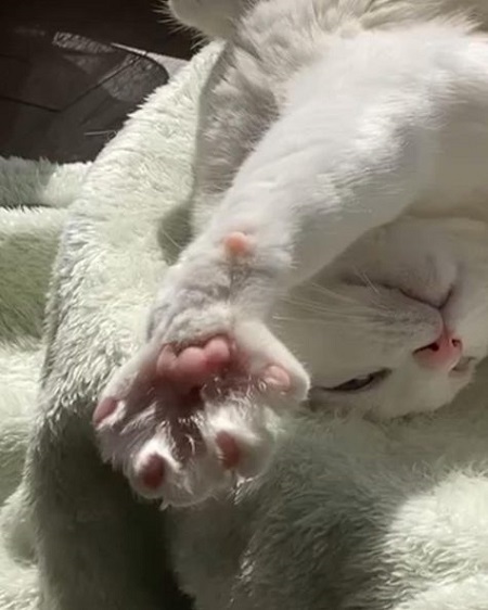 犬猫の肉球