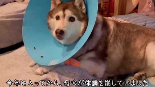 犬の介護