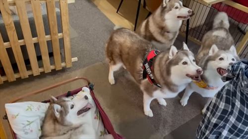 犬の介護