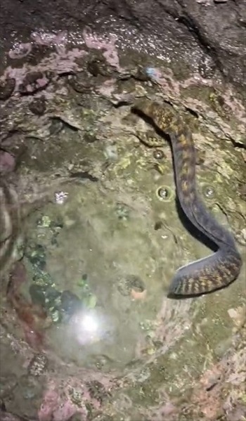 ウツボを観察していたら