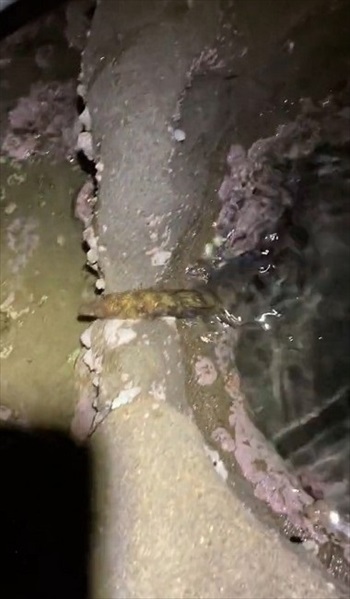 ウツボを観察していたら