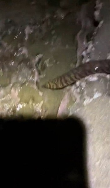 ウツボを観察していたら