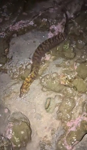 ウツボを観察していたら