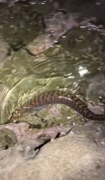 ウツボを観察していたら