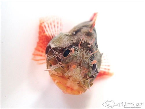 ウツボを観察していたら