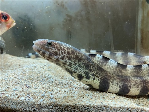 ウツボを観察していたら