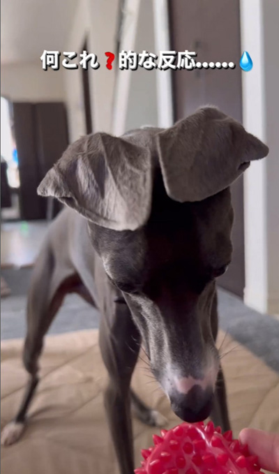 チルくんアップ