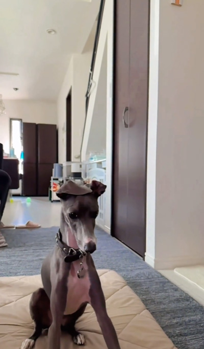 ボールを見つめるチルくん