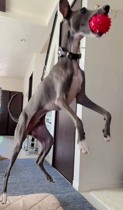 ボールキャッチチルくん