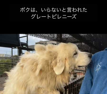 グレートピレニーズ