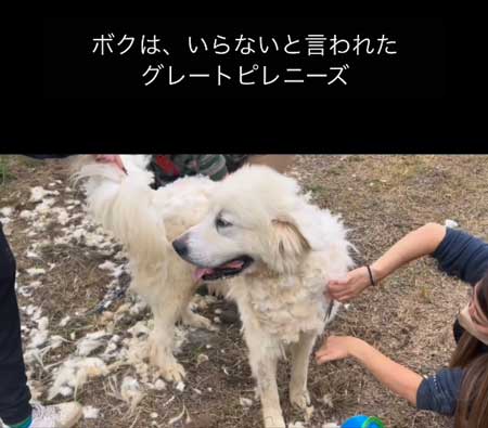 毛玉だらけの犬