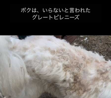汚れていた犬