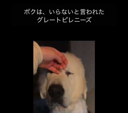 お迎えした犬