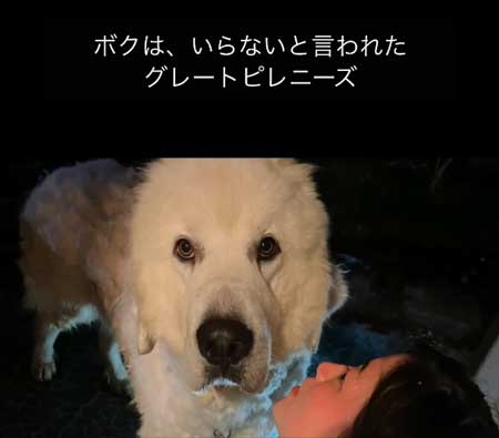 見つめる犬