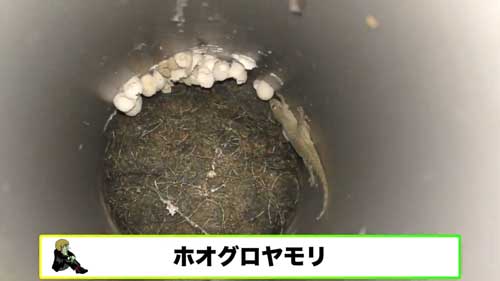 道路脇 壁 パイプ穴 のぞく カエル アザンティック 水抜きパイプ オキナワイシカワガエル